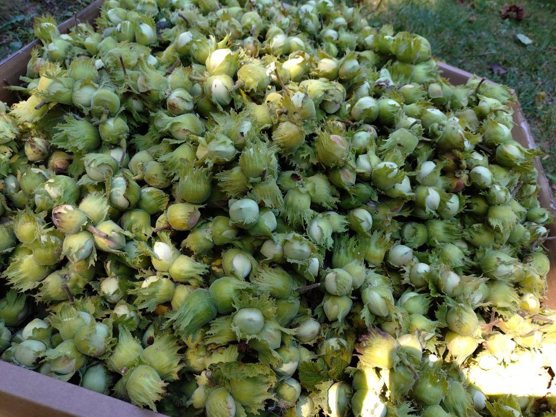 Färska gröna hasselnötter på gren